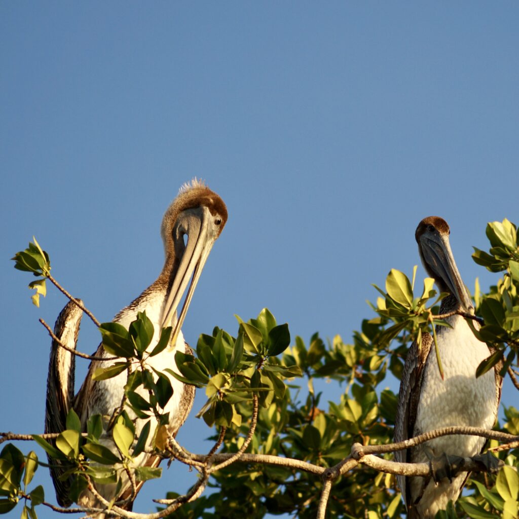 pelicans